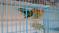 Lovebird Birds for sale in Cheranallur, Ernakulam, Kerala, India. price: 1200 INR