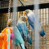 Lovebird Birds for sale in Lutz, FL, USA. price: NA
