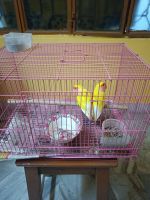 Lovebird Birds for sale in Salkia Chowrasta, Howrah, West Bengal 711106. price: 1500 INR