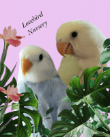 Lovebird Birds for sale in Longwood, FL 32750, USA. price: $250