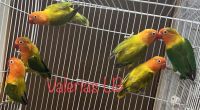 Lovebird Birds for sale in Independence, MO, USA. price: $100