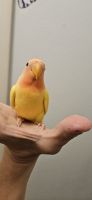 Lovebird Birds for sale in Sebring, FL, USA. price: $100