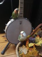 Lovebird Birds for sale in Chester, NH, USA. price: $200