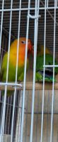 Lovebird Birds for sale in Paramount, CA, USA. price: $80