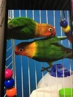 Lovebird Birds for sale in Raleigh, North Carolina. price: $13,500