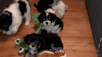 Lowchen Puppies for sale in CA-1, Long Beach, CA, USA. price: NA