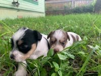 Lucas Terrier Puppies for sale in Bexar County, TX, USA. price: NA
