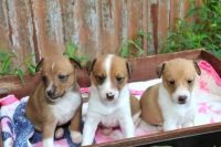 Lurcher Puppies for sale in Concord, NC, USA. price: NA