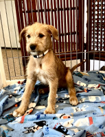 Lurcher Puppies for sale in Tonganoxie, KS 66086, USA. price: $750