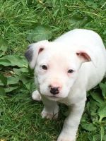 Lurcher Puppies for sale in Kentucky Dam, Gilbertsville, KY 42044, USA. price: NA