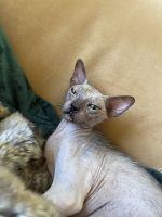 Lykoi Cats for sale in Chandler, AZ 85226, USA. price: NA