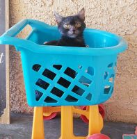 Lykoi Cats for sale in Las Vegas, NV, USA. price: NA