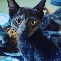 Lykoi Cats for sale in Gustine, CA 95322, USA. price: NA