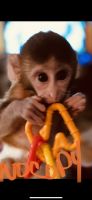 Macaque Animals for sale in Raleigh, NC 27610, USA. price: NA