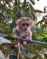 Macaque Animals for sale in Chicago, IL, USA. price: $1,000