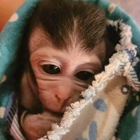 Macaque Animals Photos