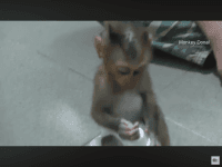 Macaque Animals Photos