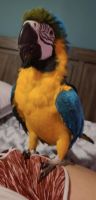 Macaw Birds for sale in Laveen Village, Phoenix, AZ, USA. price: NA