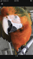 Macaw Birds for sale in Romulus, MI, USA. price: NA