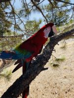 Macaw Birds for sale in Commerce City, CO, USA. price: NA