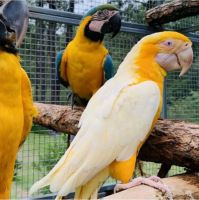 Macaw Birds for sale in Dallas, GA, USA. price: NA