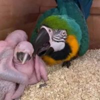 Macaw Birds for sale in NC-55, Durham, NC, USA. price: NA