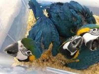Macaw Birds for sale in Dayton, OH, USA. price: NA