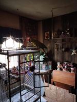 Macaw Birds for sale in Northumberland, PA 17857, USA. price: NA
