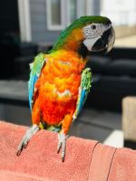 Macaw Birds Photos