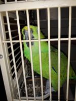 Macaw Birds for sale in Garner, NC, USA. price: NA