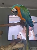 Macaw Birds for sale in Honesdale, PA 18431, USA. price: NA