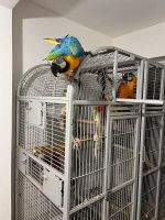 Macaw Birds for sale in Johnson City, TN, USA. price: NA