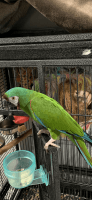 Macaw Birds for sale in Dearborn Heights, MI, USA. price: $2,200