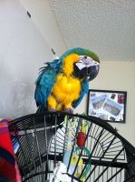 Macaw Birds for sale in California City, CA, USA. price: $2,400