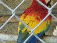 Macaw Birds for sale in Melbourne, FL, USA. price: $7,500