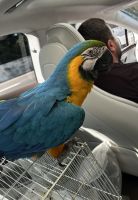 Macaw Birds for sale in Nashville, TN, USA. price: $3,200