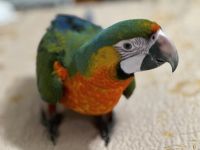 Macaw Birds for sale in North Port, FL, USA. price: $3,000