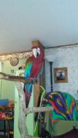 Macaw Birds for sale in Gardiner, ME, USA. price: $950