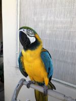 Macaw Birds for sale in Mesa, AZ, USA. price: $2,000