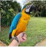 Macaw Birds for sale in Adrian, Texas. price: $450