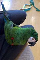 Macaw Birds for sale in Eaton, OH 45320, USA. price: $1,900