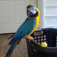 Macaw Birds for sale in San Carlos, California. price: $750