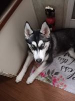 Mackenzie River Husky Puppies for sale in Cabazon, CA 92230, USA. price: NA