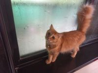 Maine Coon Cats for sale in Kalyan West, Kalyan, Maharashtra 421301, India. price: NA