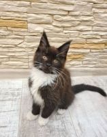 Maine Coon Cats Photos