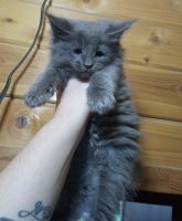 Maine Coon Cats for sale in Hollywood, FL, USA. price: NA