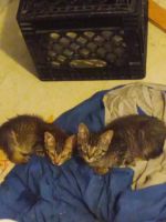 Maine Coon Cats for sale in Alameda, CA 94501, USA. price: NA