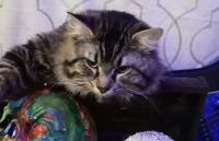 Maine Coon Cats for sale in Independence, MO, USA. price: NA