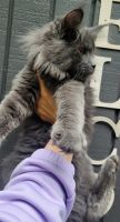 Maine Coon Cats for sale in Fairbanks, AK, USA. price: NA