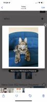 Maine Coon Cats for sale in Fremont, CA, USA. price: NA